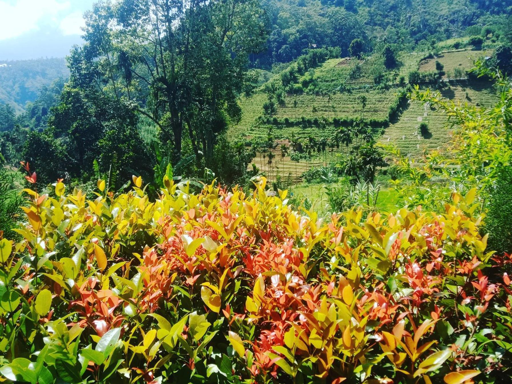 New Farmers Paradise Ella Phòng bức ảnh