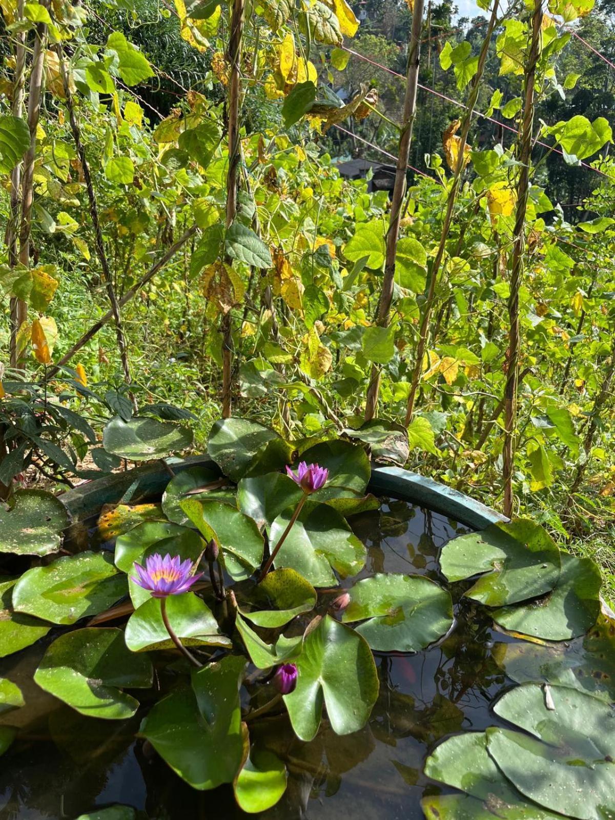 New Farmers Paradise Ella Ngoại thất bức ảnh